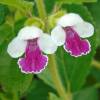 Melittis melissophyllum ‘Royal Velvet Distinction’