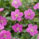 Erodium x variabile 'Bishop's Form'