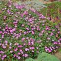 Erodium x variabile 'Bishop's Form'