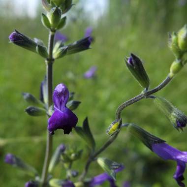 Salvia greggii 'Purple Pastel'