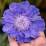 Scabiosa "Giant Blue"
