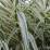 Arundo donax "Variegata"