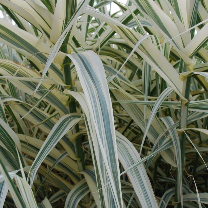 Arundo Donax 