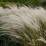Stipa ichu