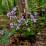 Desmodium nudiflorum (Hylodesmum)
