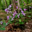 Desmodium nudiflorum (Hylodesmum)