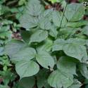 Desmodium nudiflorum (Hylodesmum)