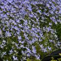 Houstonia caerulea "Millard's Variety"