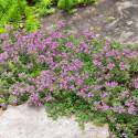 Thymus serpyllum