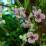 Akebia quinata 'Silver Bells'