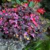 Oxalis spiralis ssp. vulcanicola ‘Plum Crazy’