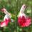 Salvia microphylla 'Hot Lips'