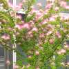 Calliandra surinamensis "Dixie Pink"