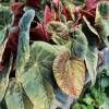 Begonia burkillii