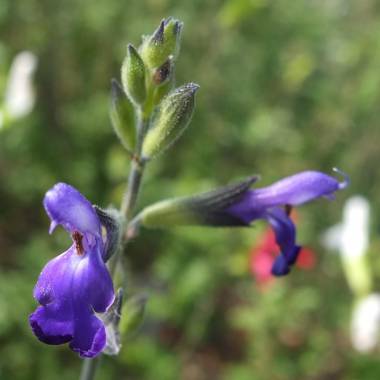 Salvia x jamensis 'Blue Armor'