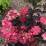 Hydrangea serrata 'Daredevil'