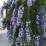 Rosmarinus officinalis 'Prostratus'