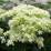 Hydrangea arborescens ''Hayes Starburst''