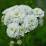 Achillea ptarmica 'Double Diamond'