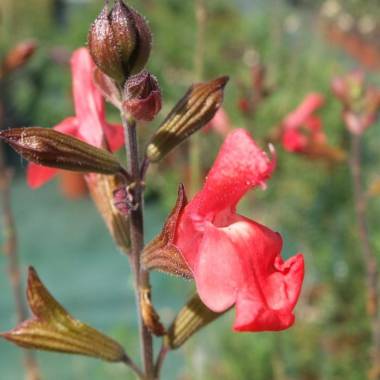 Salvia x jamensis 'Irene'