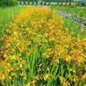 Crocosmia x crocosmiiflora 'Buttercup' (Montbretia)