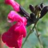 Salvia x jamensis 'Purpurea'
