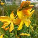 Crocosmia x crocosmiiflora 'Buttercup' (Montbretia)