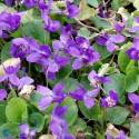 Viola odorata ‘Queen Charlotte’ (sin. 'Königin Charlotte' )