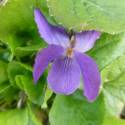 Viola odorata ‘Queen Charlotte’ (sin. 'Königin Charlotte' )