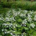 Hosta plantaginea