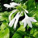 Hosta plantaginea