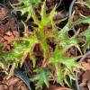 Begonia U614 'Himalayan'