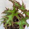 Begonia U614 'Himalayan'