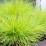 Festuca glauca 'Amigold'