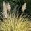 Cortaderia 'Splendid Star'