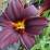 Hemerocallis 'Black Stockings'