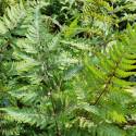 Athyrium niponicum