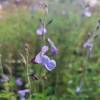 Salvia microphylla 'Delice Aquamarine'