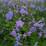 Salvia microphylla 'Delice Aquamarine'