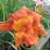 Hemerocallis 'Bobo Anne'