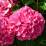 Hydrangea macrophylla 'Sibilla'