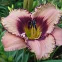 Hemerocallis 'Daring Deception'