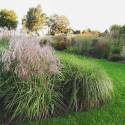 Miscanthus 'Pink Cloud'