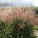 Miscanthus 'Pink Cloud'