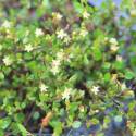 Muehlenbeckia complexa (sin. microphylla)