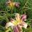 Hemerocallis 'Eight Miles High'