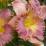 Hemerocallis 'French Lingerie'
