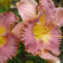 Hemerocallis 'French Lingerie'