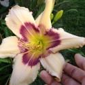 Hemerocallis 'Julie Newmar'