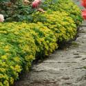 Sedum selskianum